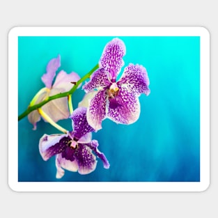 Orchid photography Sticker